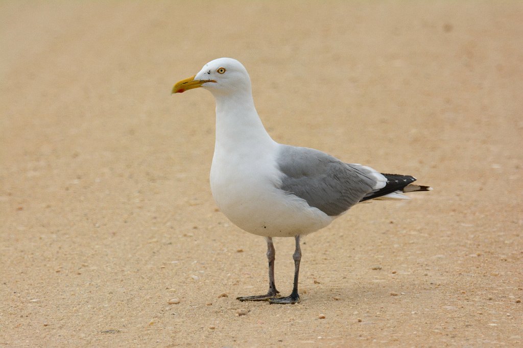 Gull, Herring, 2014-05152937 Edwin B Forsythe NWR, NJ.JPG - Herring Gull. Edwin B. Forsythe National Wildlife Refuge, NJ,, 5-15-2014